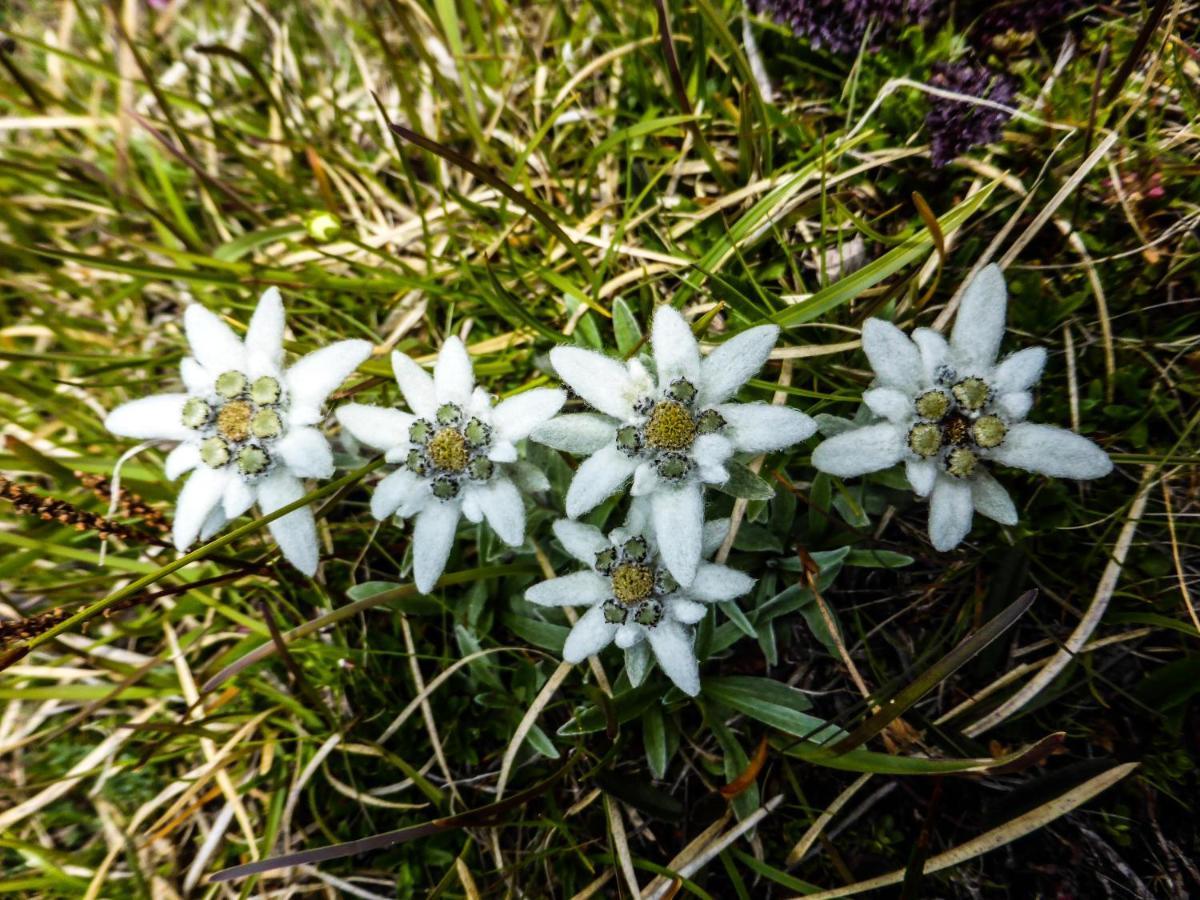Landhaus Alpenrose - Feriendomizile Pichler ハイリゲンブルート エクステリア 写真