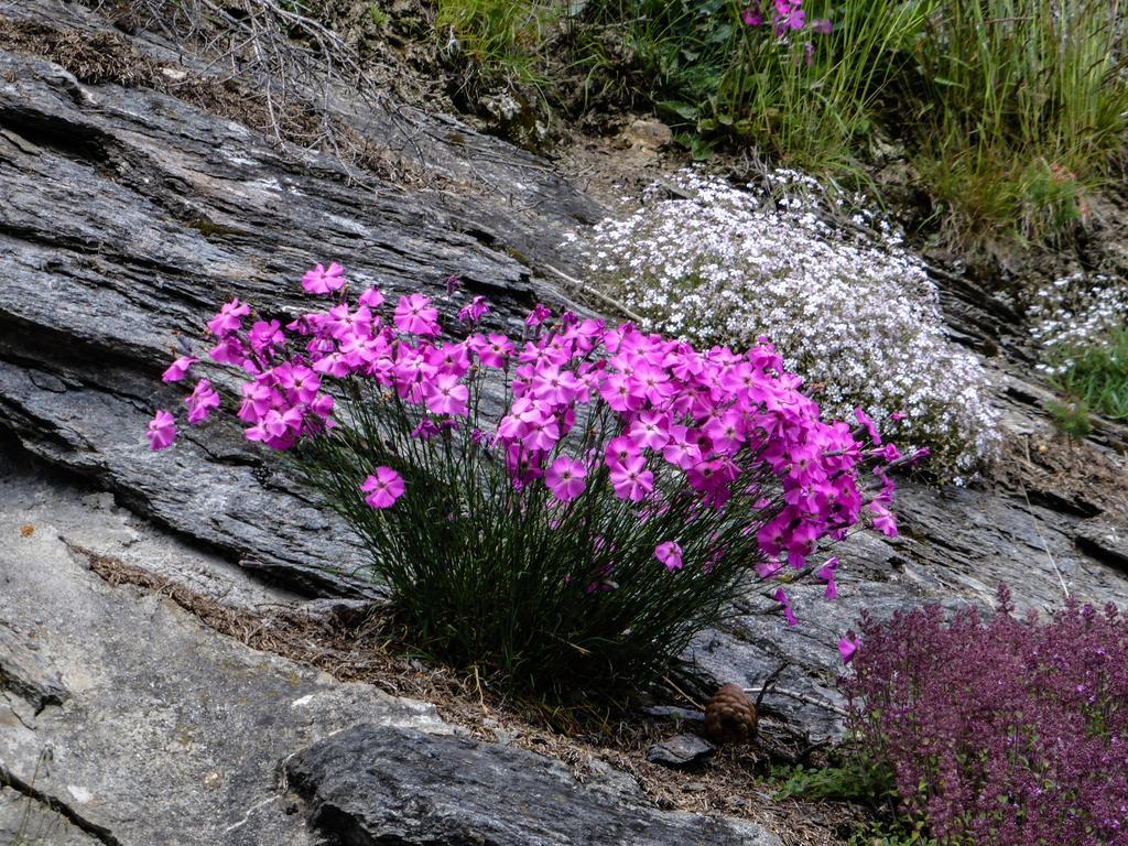 Landhaus Alpenrose - Feriendomizile Pichler ハイリゲンブルート エクステリア 写真