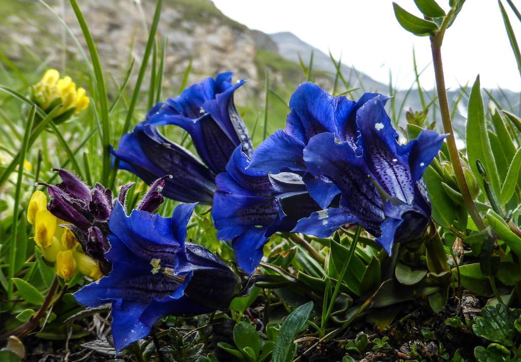 Landhaus Alpenrose - Feriendomizile Pichler ハイリゲンブルート エクステリア 写真